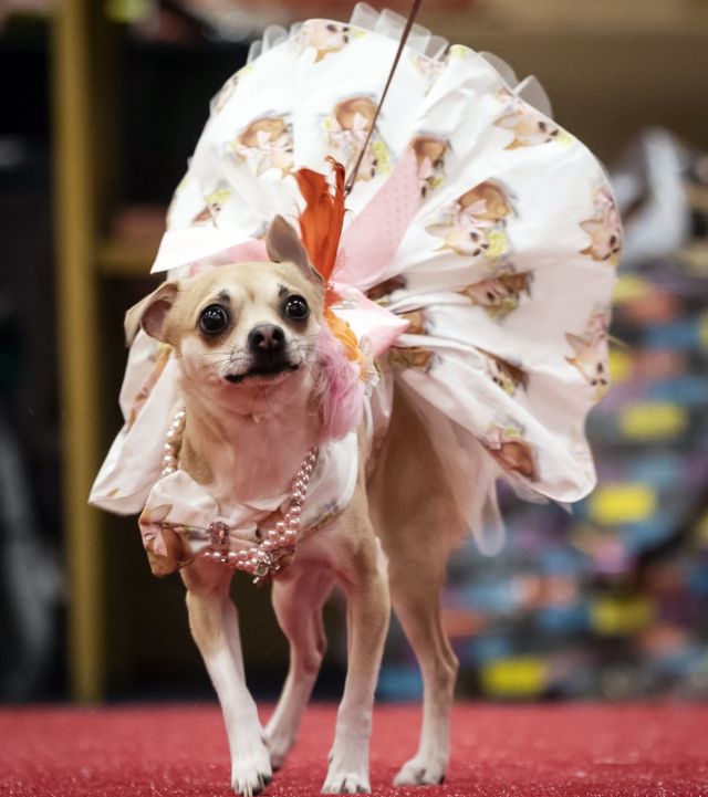 dog pageant dresses