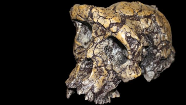 A skull of sahelanthropus tchadensis