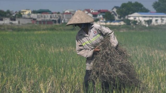 Nông nghiệp Việt Nam hy vọng hưởng lợi nhờ hiệp định thương mại với EU