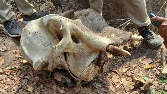 யானைகள் உயிரிழப்பு