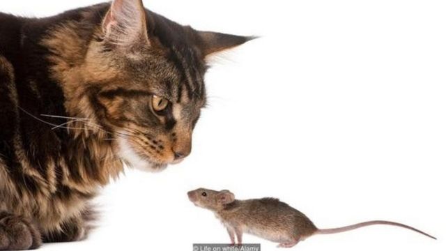 Gatos e rato
