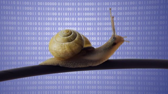 caracol sobre cable de internet