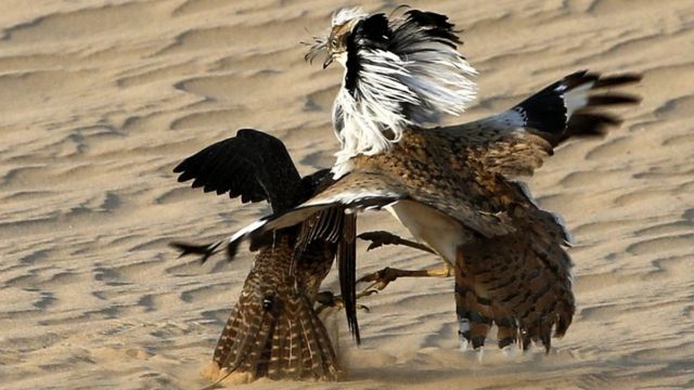 صقر صيد يفترس طائر الحبارى في محمية المرزوم للصيد ، التي تقع 150 كم غرب أبوظبي في الإمارات العربية المتحدة في 2 فبراير/شباط 2016