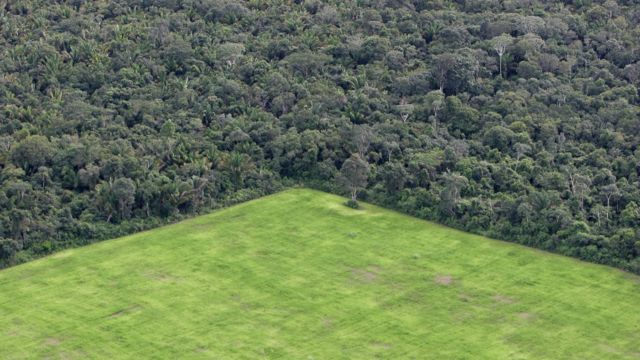 Desforestación para plantaciones de soya en Brasil