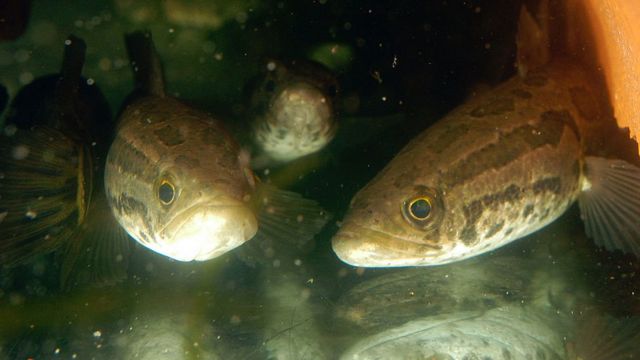 Snakeheads in a crowded aquarium