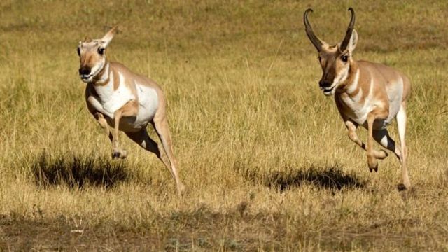 Wafahamu Wanyama Walio Na Kasi Zaidi Duniani Bbc News Swahili