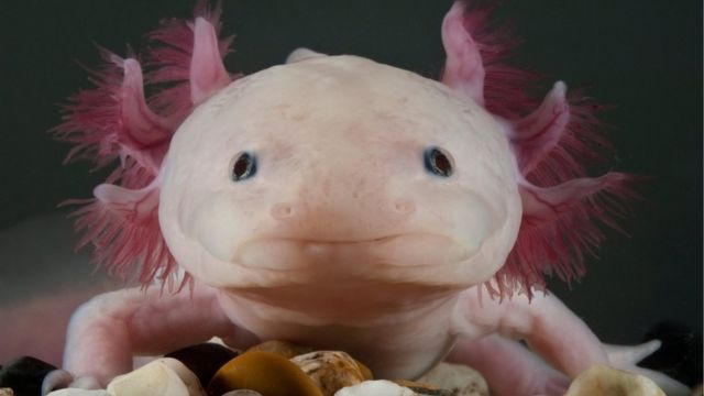 Axolotl: Thật thú vị khi được quan sát một loài động vật Axolotl với khả năng tái tạo chân đặc biệt. Không chỉ có vẻ bề ngoài đáng yêu, chúng ta còn có thể tìm hiểu thêm về đặc điểm sinh học của chúng thông qua hình ảnh vô cùng ấn tượng.
