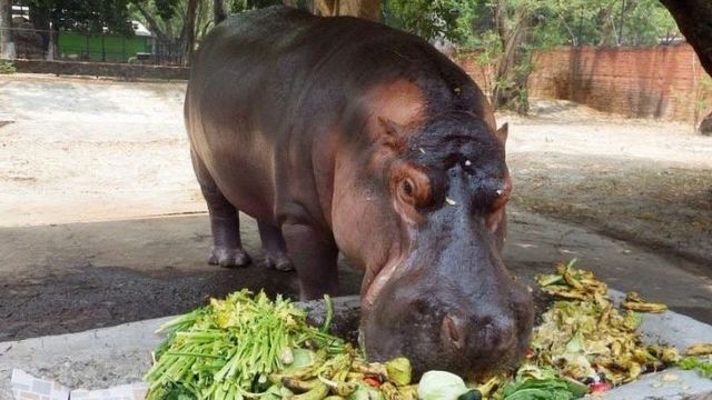 Gustavito comiendo sus vegetales.