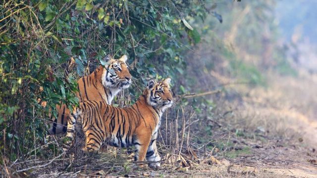 புலிகள் பாதுகாப்பு