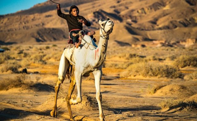 A camel rider pushes his camel with a stick in the annual race of Wadi Zalaga in the centre of the South of Sinai, Egypt (10 January)