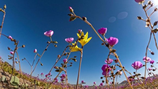 Flores no Atacama