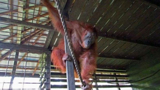 Orangutan Buta Di Kalimantan Jalani Operasi Mata Bbc News Indonesia