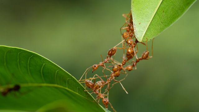 தையற்கார எறும்புகள்