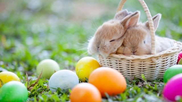 rabbits-in-a-basket-surrounded-by-colourful-eggs