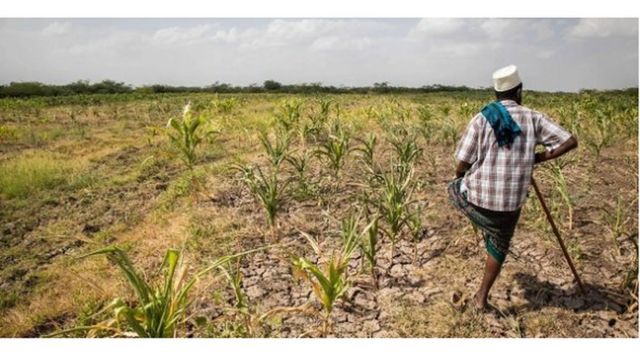 Sécheresse frappe toute la Corne de l'Afrique