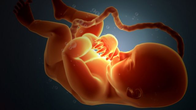 Ilustração de um feto