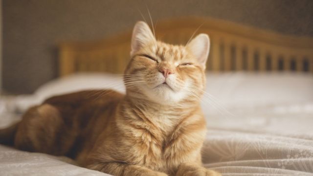 นักวิทยาศาสตร์แนะนำเทคนิค &quot;กะพริบตาช้า ๆ&quot; ช่วยผูกมิตรกับแมว - BBC News ไทย
