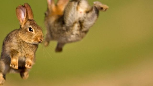 Breeding Animals