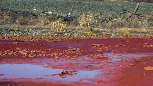 Norilsk Nickel deyib ki, çayın rənginin dəyişməsi insanlar və ya vəhşi təbiət üçün heç bir təhlükəsi yoxdur