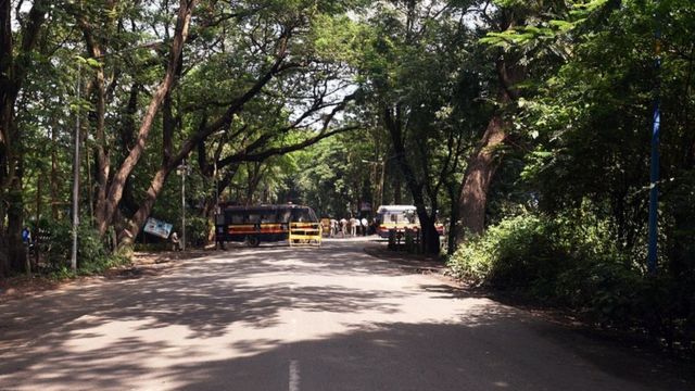 आरे जंगल