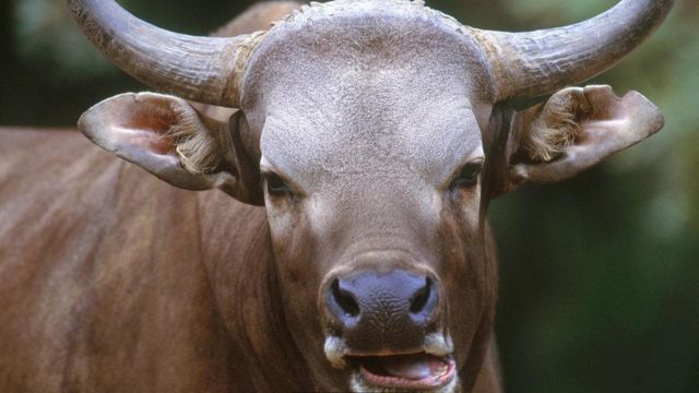 نوع من الماشية البرية يعرف باسم البانتينغ