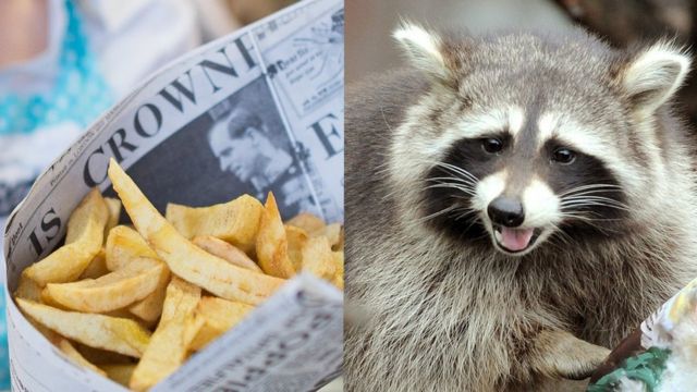 Chips wrapped in newspaper and a raccoon.