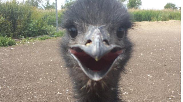 On-the-run emu found safe and well in Oxfordshire - BBC News
