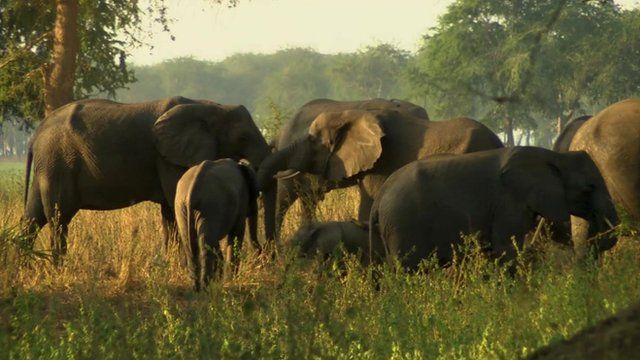 Risultati immagini per MOZAMBICO PLATEAU DI GONGOROSA