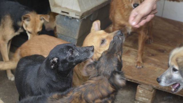 Cão morre após erro de veterinário e protetora sofre para salvar pets