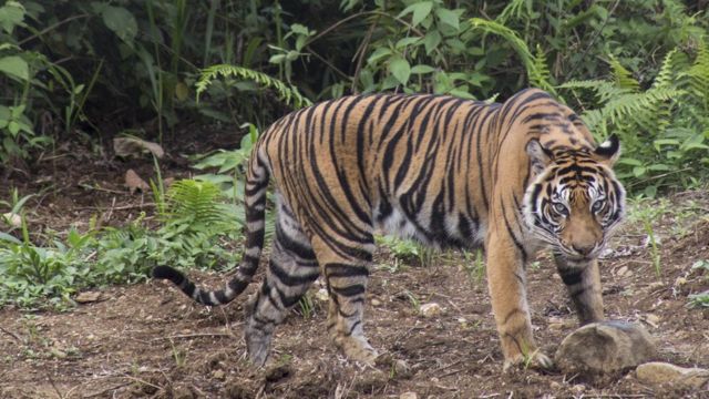 Harimau yang terjebak di kolong ruko di Riau berhasil 