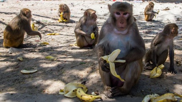 Simios comiendo en la calle en India.