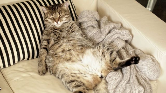 gato en sofá