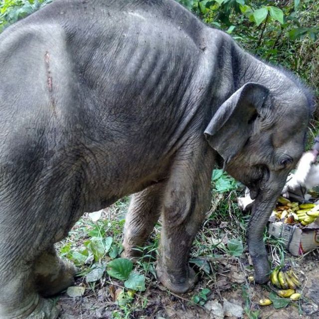 Gajah Aceh