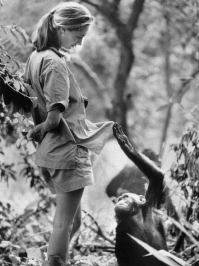 A chimp interacting with Jane Goodall