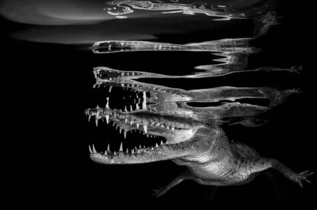 A crocodile reflected on the surface of the water.