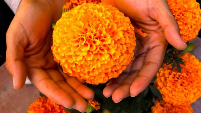 Día de Muertos: cuál es el origen y significado de la flor de cempasúchil,  la reina de los altares en México - BBC News Mundo