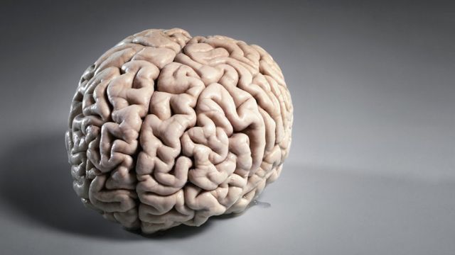 Imagem de um cérebro fora de um corpo