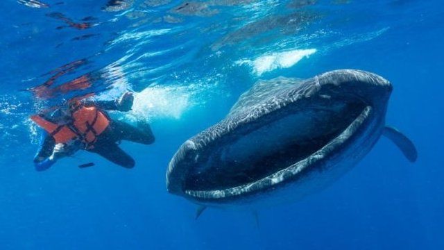 塑料污染 鲸鱼的痛苦你应该懂 c News 中文