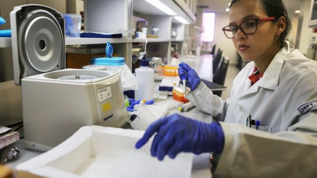 Pesquisadora analisa DNA de mosquitos no Instituto Fiocruz em Recife