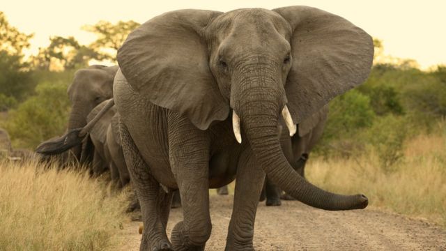 Elefantes em fila