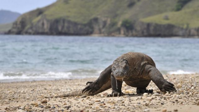 A Komodo dragon searches the shore for prey