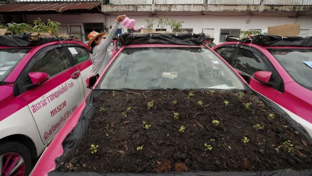 A staff member water vegetables on the roof of a car.