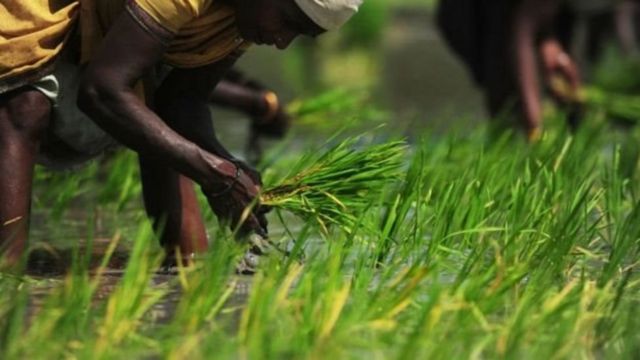 பழங்கால தமிழர்கள் கோயில் கோபுர கலசங்களில் தானியம் வைத்தது ஏன்?