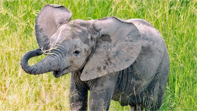 Baby African Bush Elephant