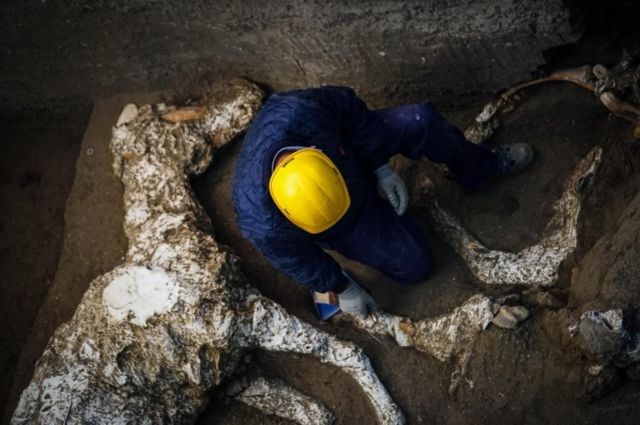Pompeii'de bulunan taşlaşmış at
