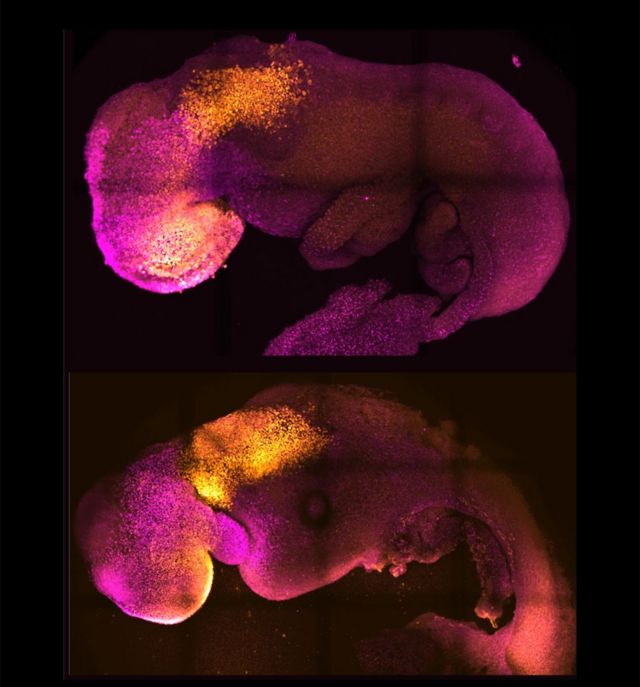 En esta imagen que publicó la Universidad de Cambridge puedes ver a un embrión natural (arriba) y el sintético (gastruloide) debajo