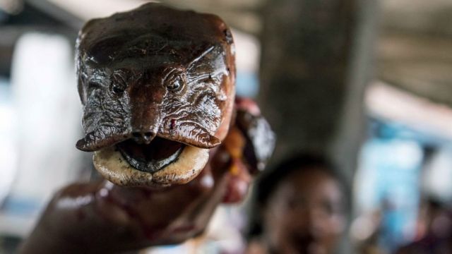 A vendor holds a turtle head on display with other cuts of bush meat at a market in Mbandaka on May 22, 2018, in the Democratic Republic of Congo.