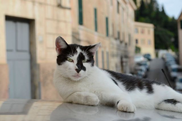 Кот на итальянской улице