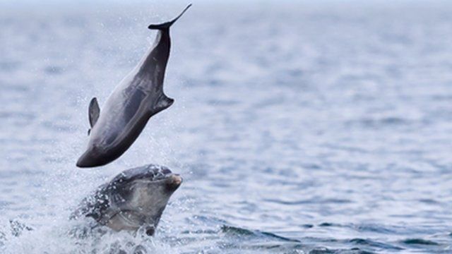 Dolphin attacking a porpoise