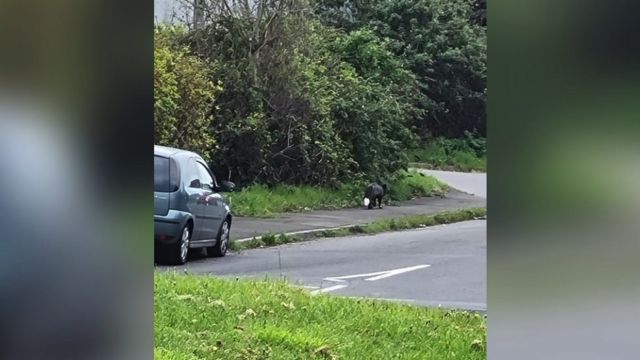 Rare black fox spotted in Somerset is back home after escape bid - BBC News